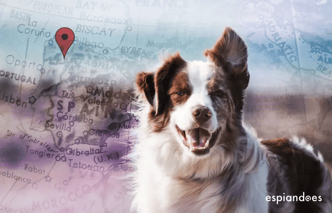Cómo funciona un localizador GPS para perros